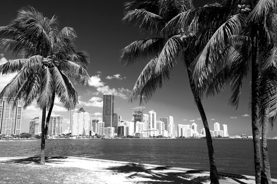 Miami skyline framed by palm trees